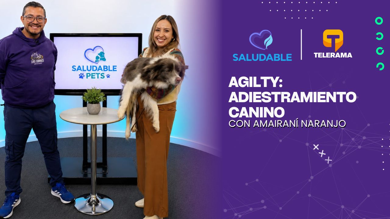 Agilty: Adiestramiento canino