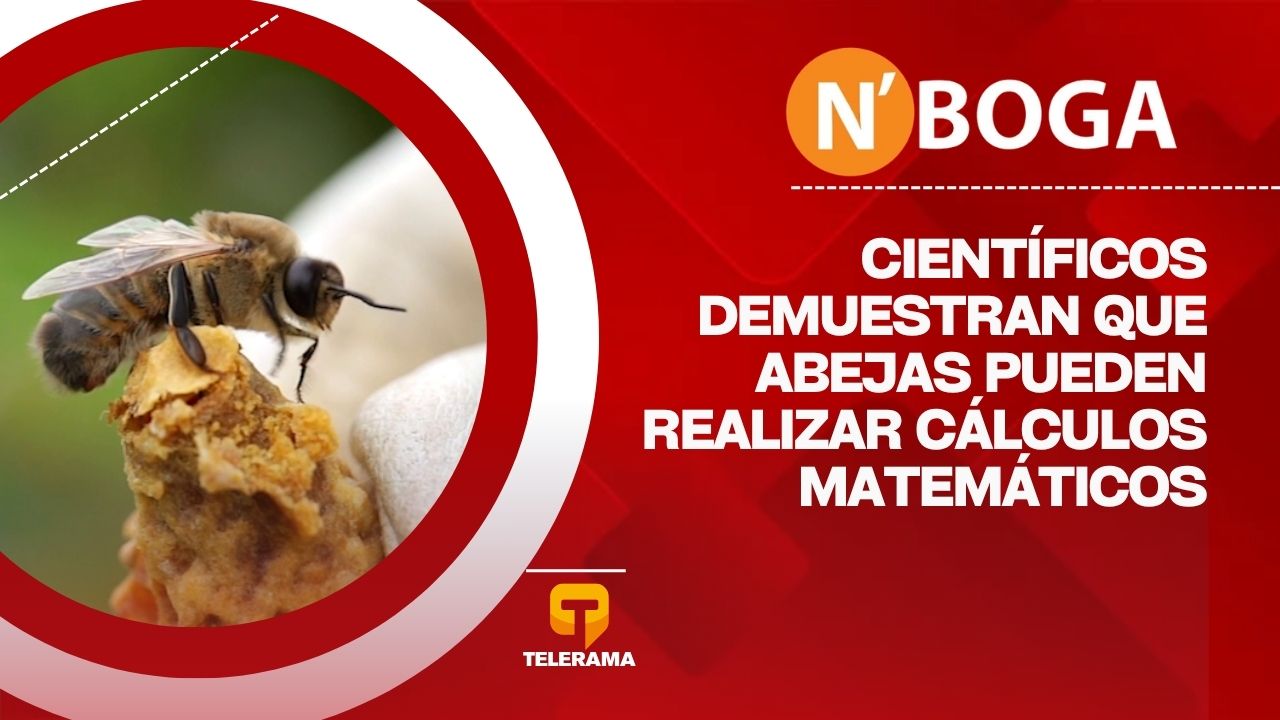 Científicos demuestran que abejas pueden realizar cálculos matemáticos