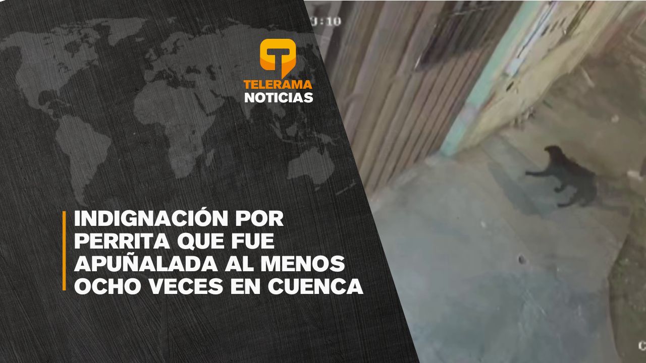 Indignación por perrita que fue apuñalada al menos ocho veces en Cuenca