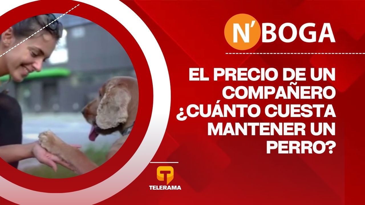 El precio de un compañero ¿Cuánto cuesta mantener un perro?